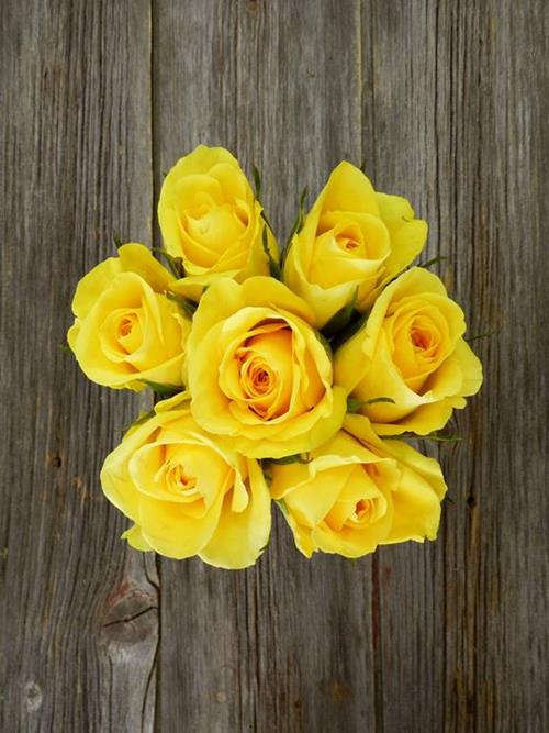  DOZEN YELLOW ROSES